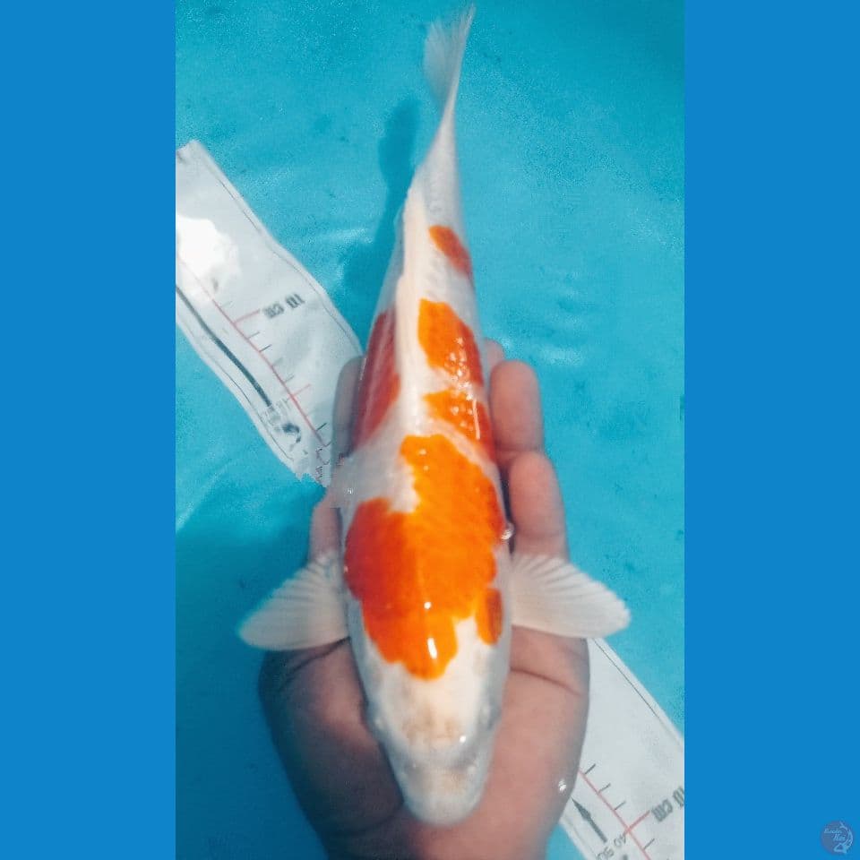 SAKURA OGON 33CM