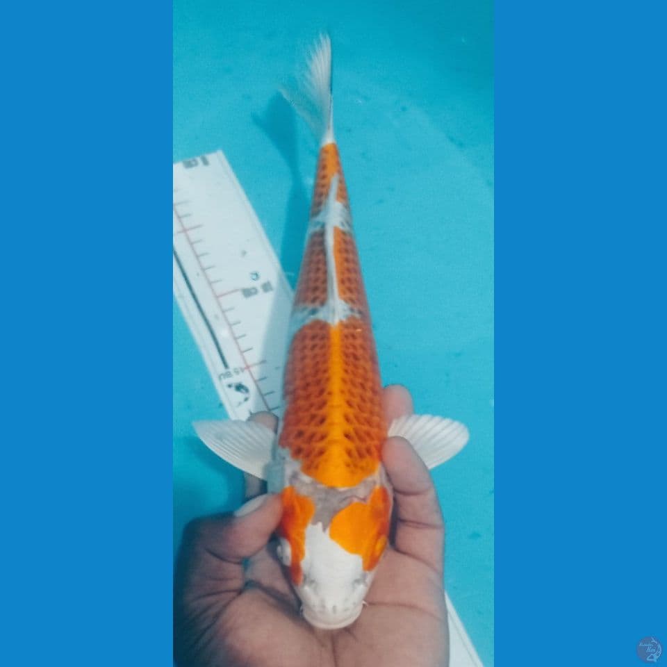 KUJAKU 34CM