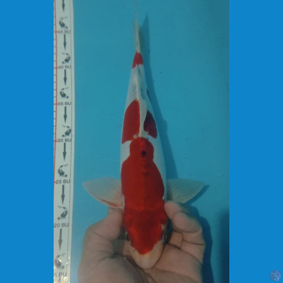 MULUSSS 33CM