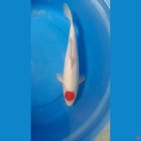 tancho original 39cm