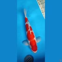 kohaku 40up jantan