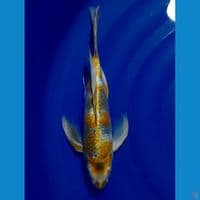 Slayer ki.showa 31 cm 