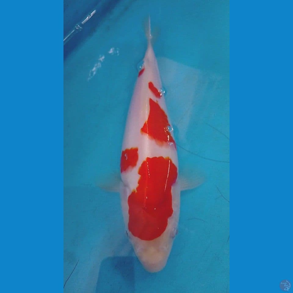 kohaku good body berpunuk