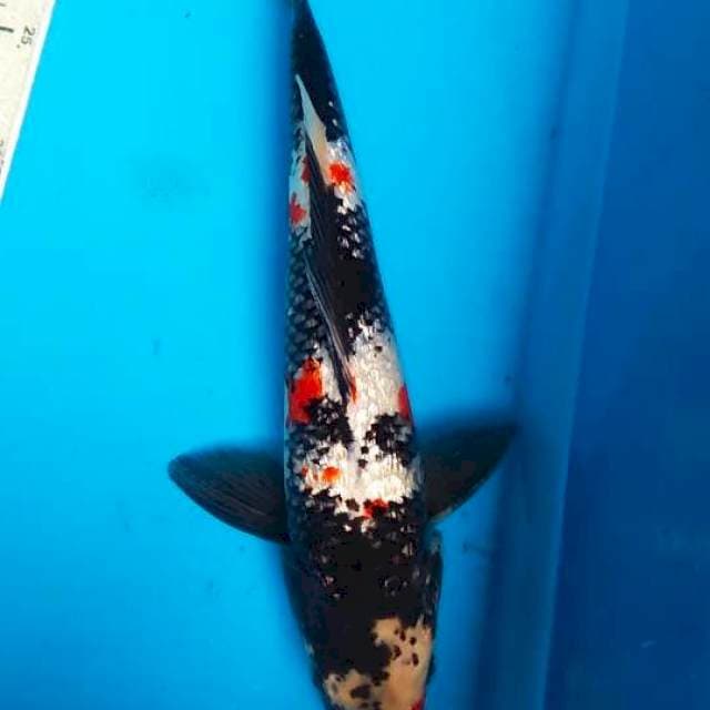 Showa Ginrin 35cm