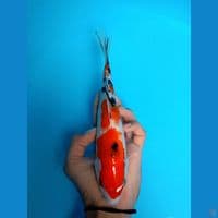 sanke 23cm