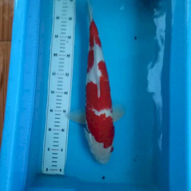 45cm Kohaku 