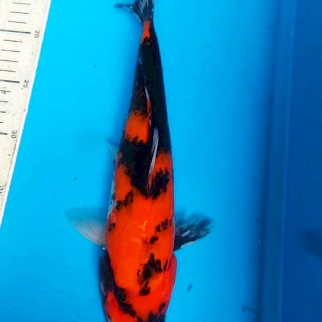 Hi Showa 31cm