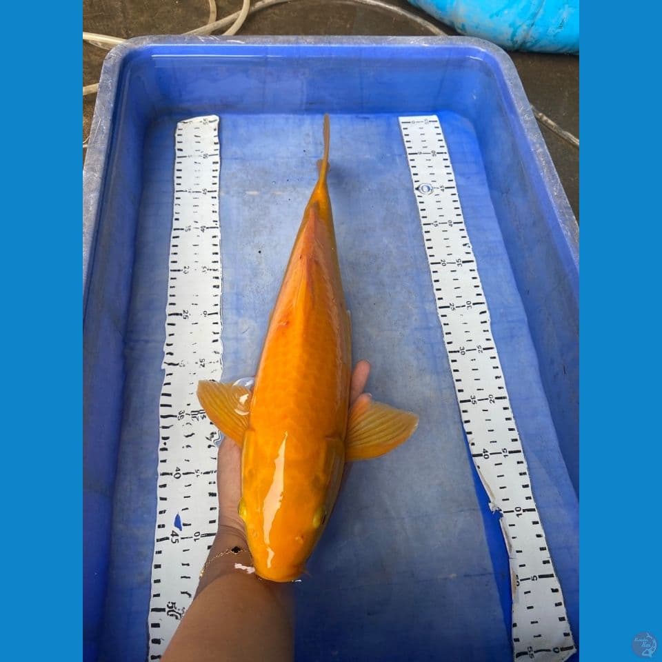 v5 jantan 43 karashi