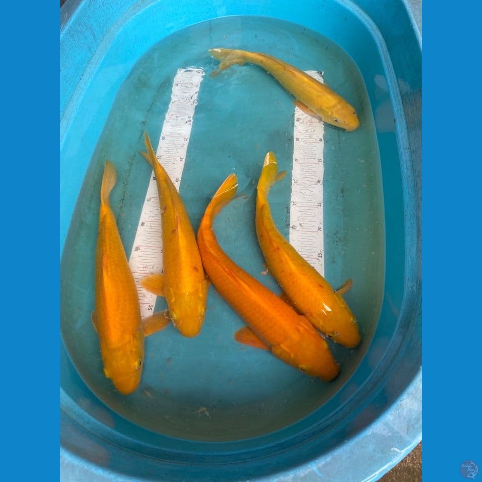 v5 jantan semua 43,41,40,40,38