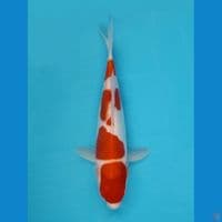 kohaku 29cm
