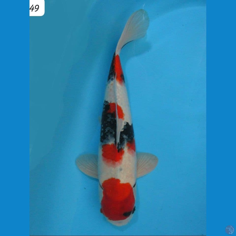 49cm Showa Jumbo Original