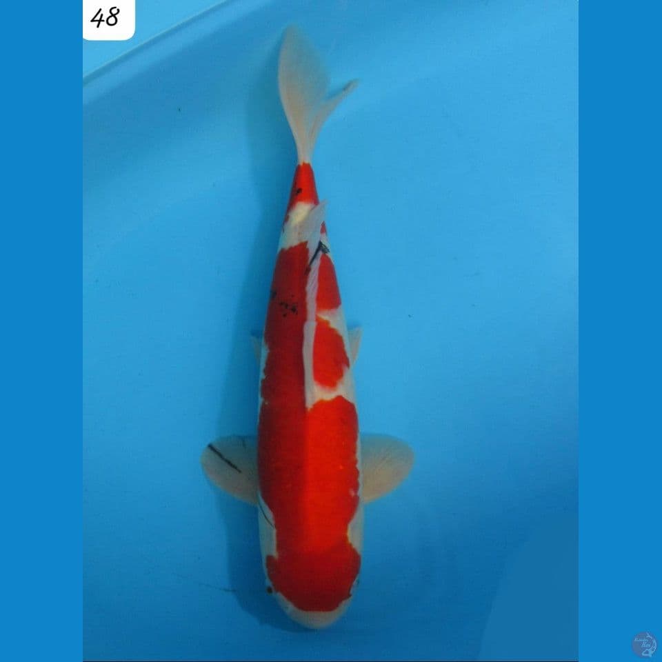 50cm jumbo red sanke 