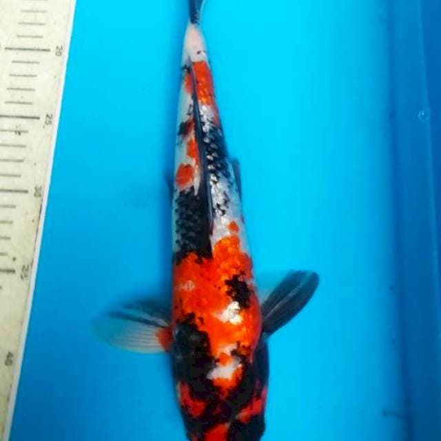 Showa Ginrin 33cm