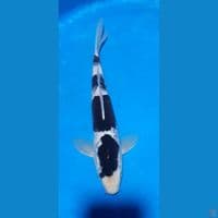 budo goromo  (30cm)
