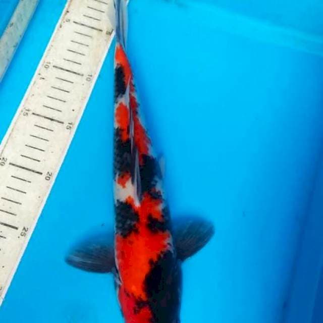 Showa 31cm