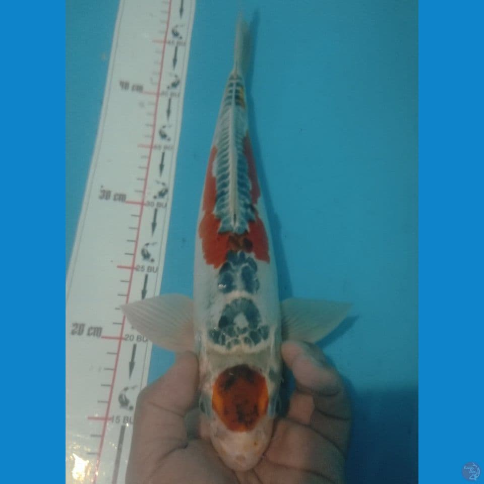 MARUTEN 37CM