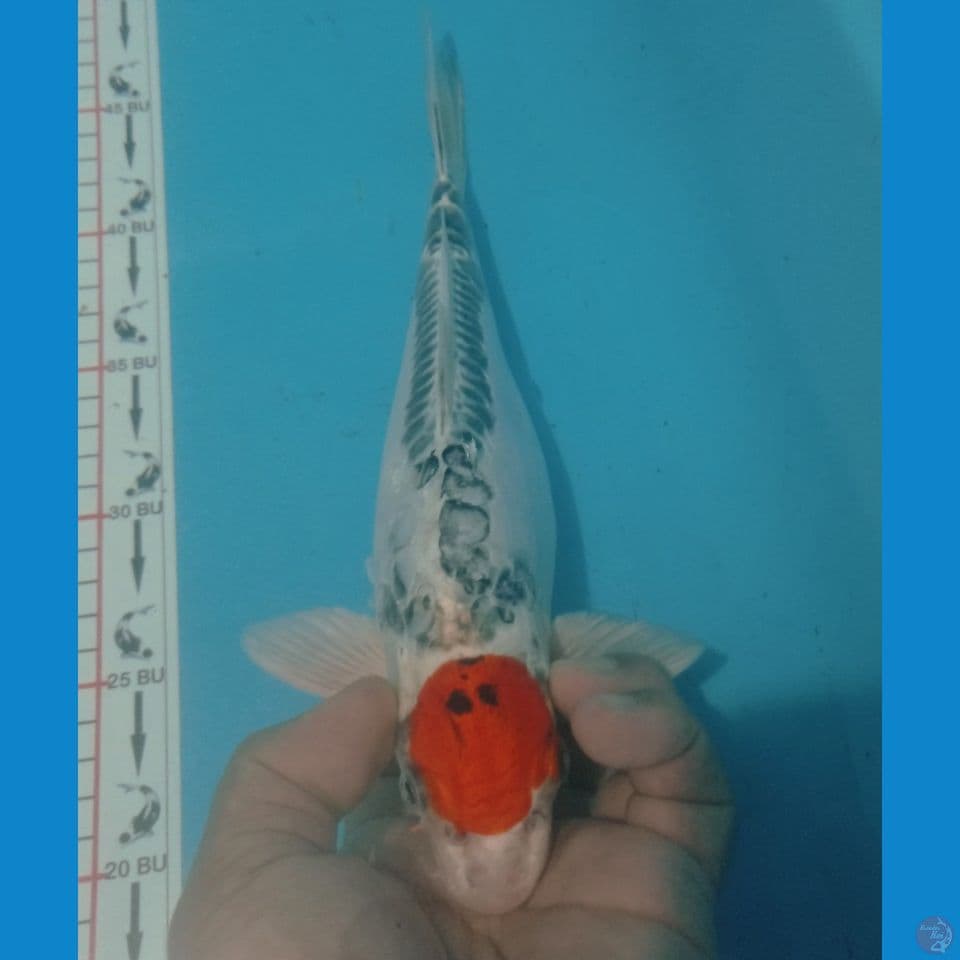 TANCHO 30CM