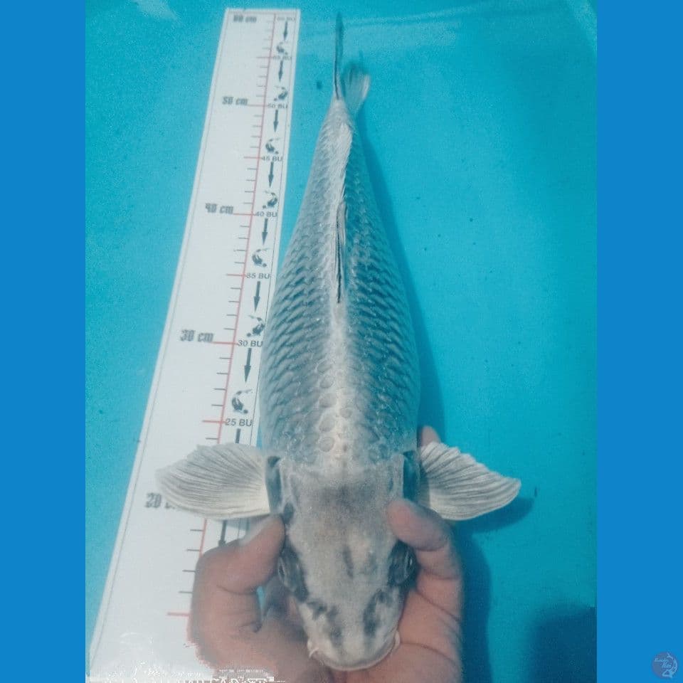 BULDOSER 42CM