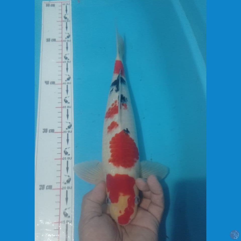 SANKE 38CM