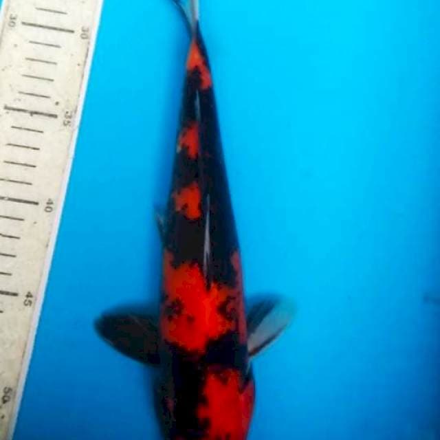 Hi showa 30cm