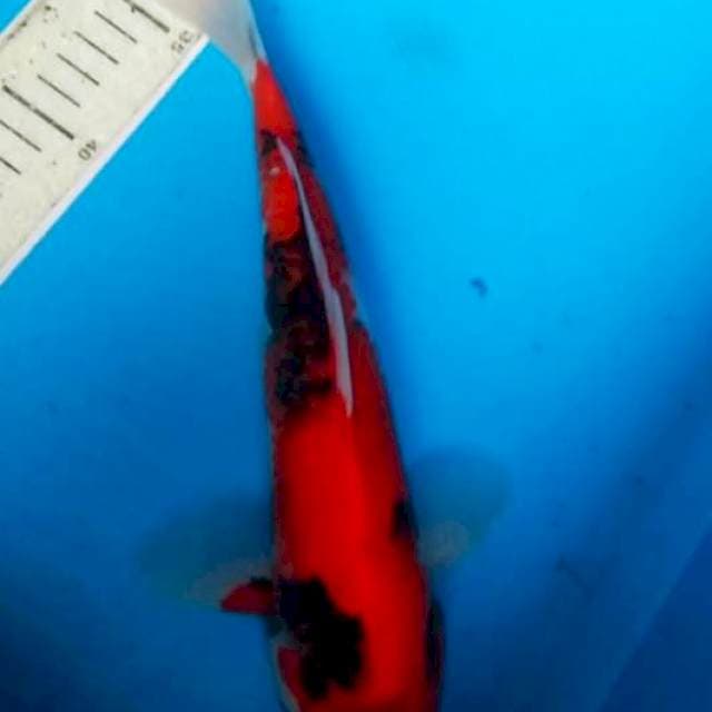 Hi Showa 31cm