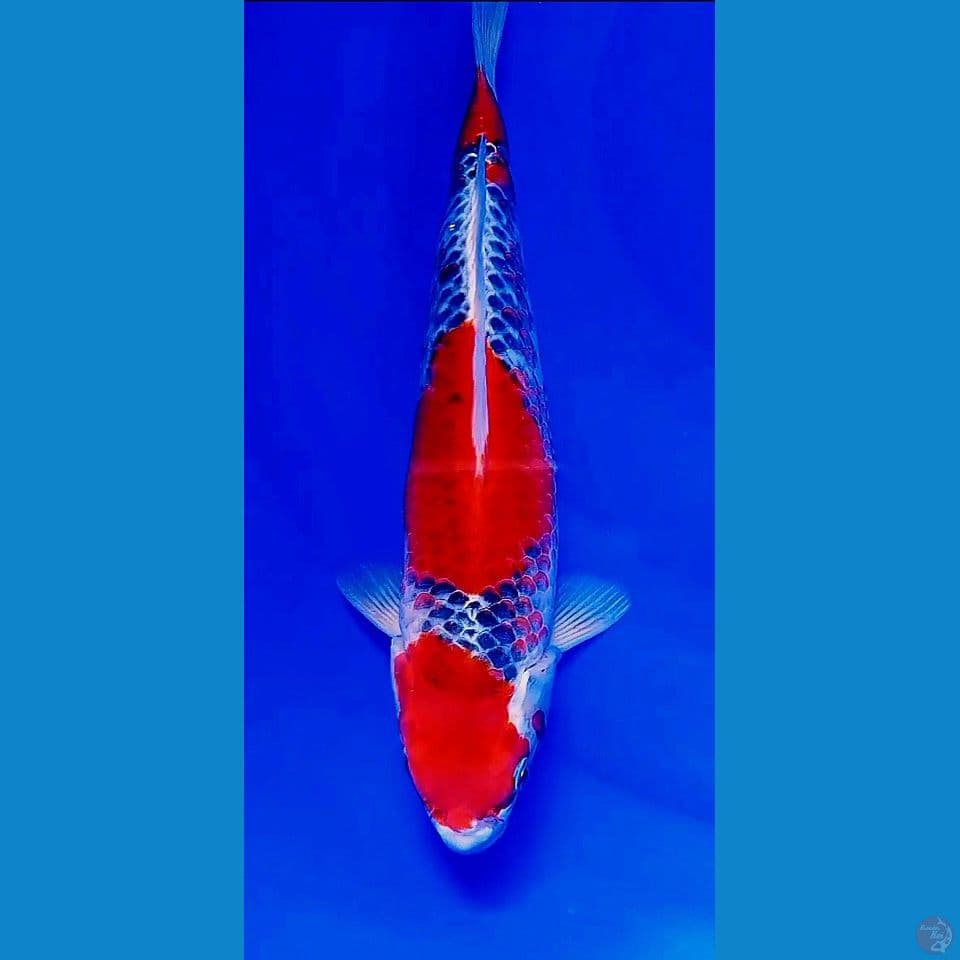 32cm kanoko goshiki red