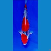 32cm kanoko goshiki red