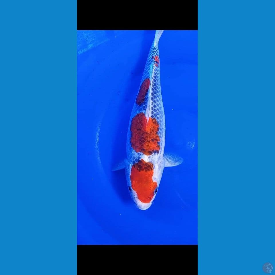 31cm goshiki step 4