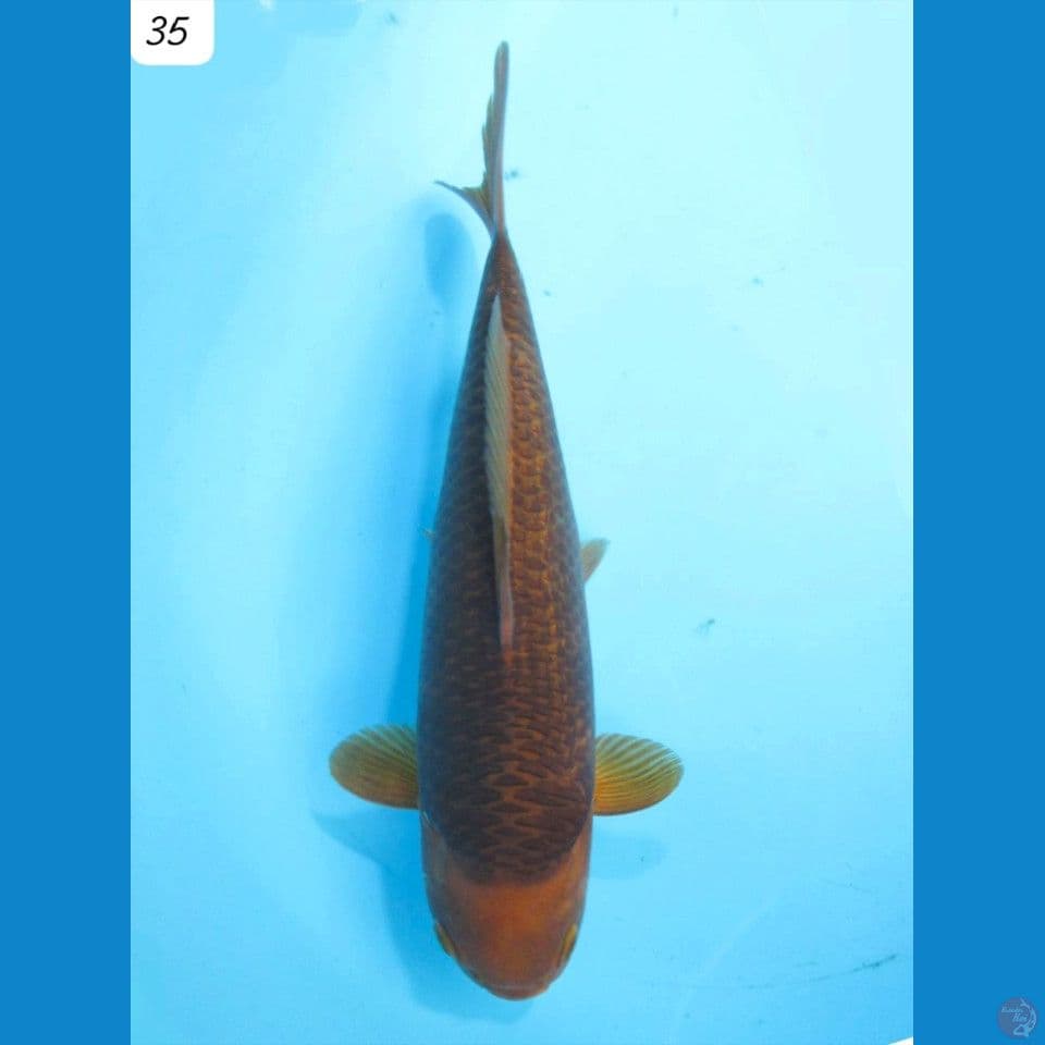 35cm Caramel Body Badak