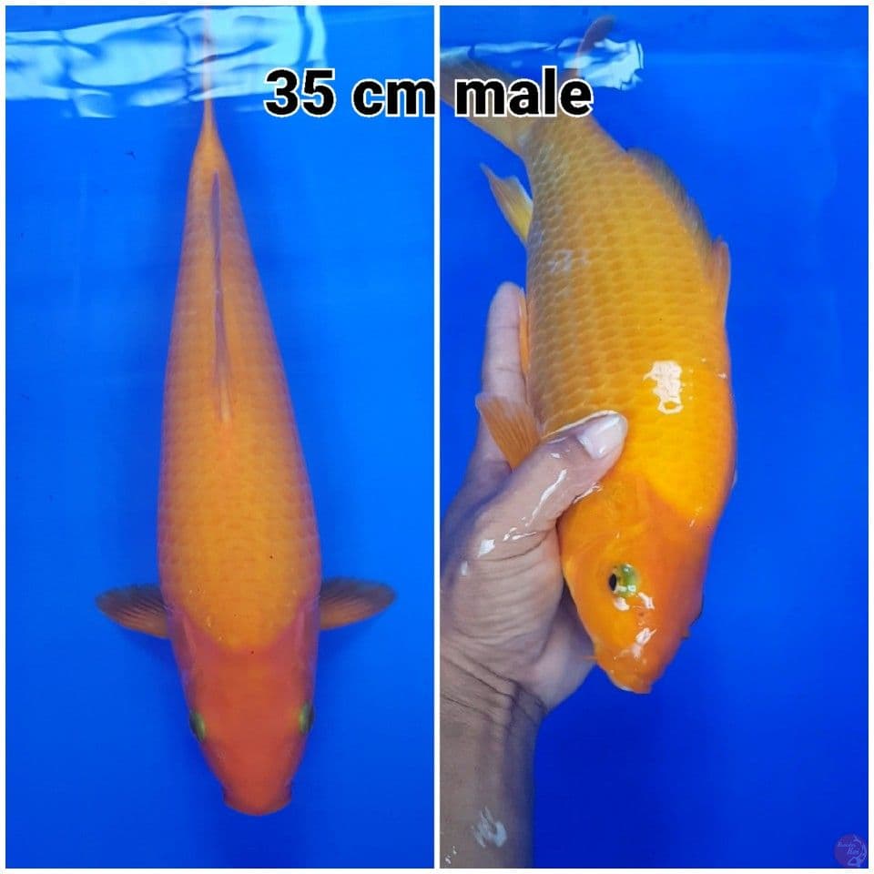 red karashi 35 cm