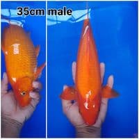 red karashi 35 cm