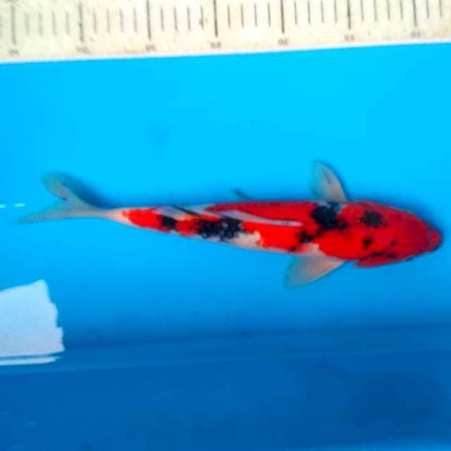 Showa 30cm