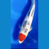 38cm tanco gosh male