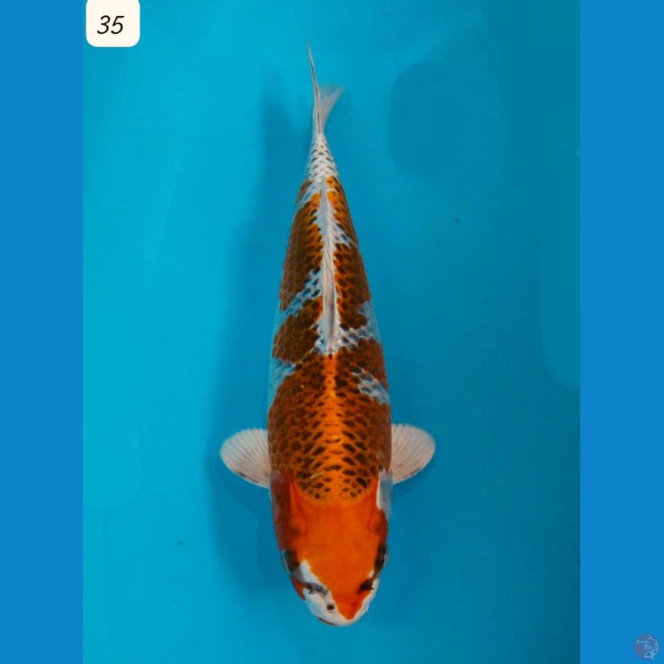 35cm Jumbo Kujaku SQ