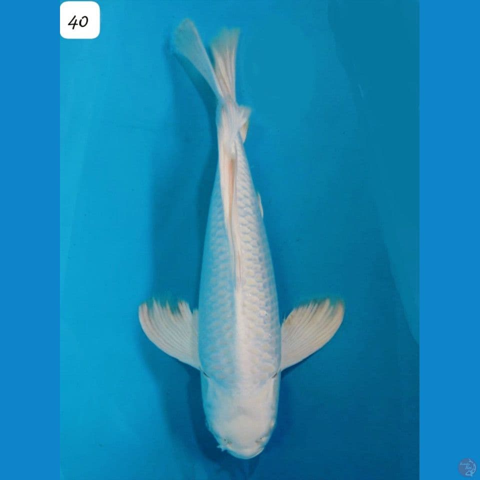 40cm Jumbo Kumpay Platinum