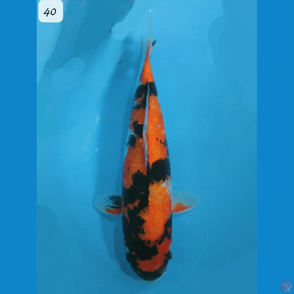 40cm Orenji Hi Showa