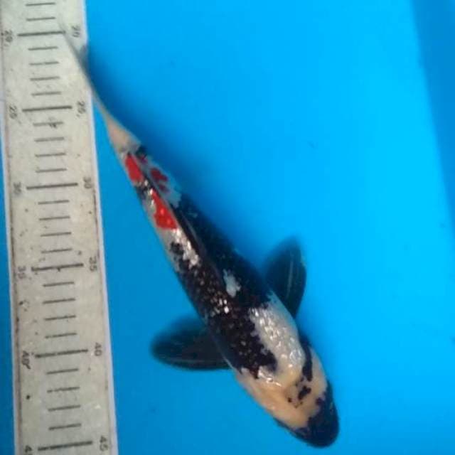 Showa Ginrin 28cm