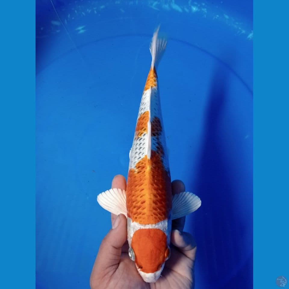 maruten kujaku 28 cm