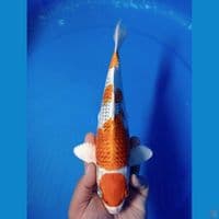 maruten kujaku 28 cm