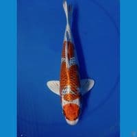 MARUTEN KUJAKU 33 CM