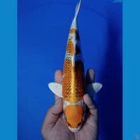 MARUTEN KUJAKU 28 CM