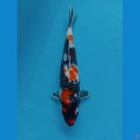 SHOWA.31 CM 