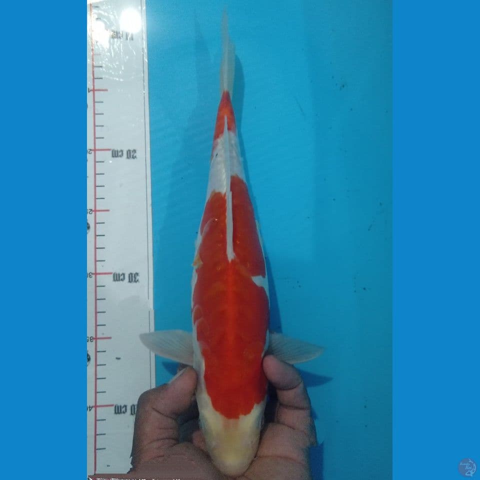 DOITSU 33CM