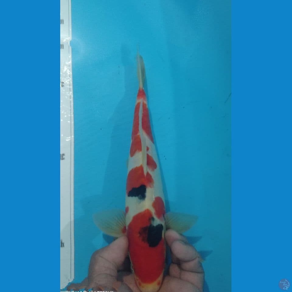 SANKE 30CM