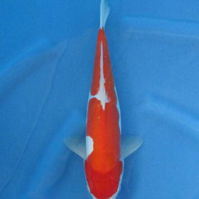 BKS ( Kohaku 35 cm )