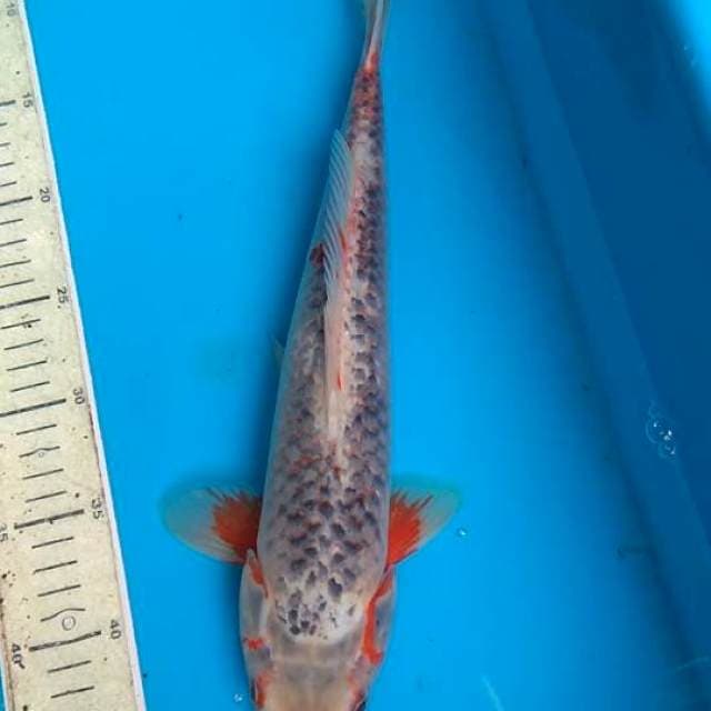 Asagi 37cm F1, antiq