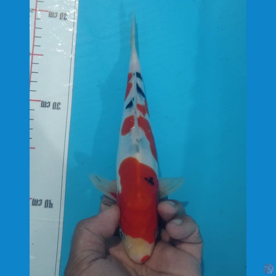 MURNI 27CM