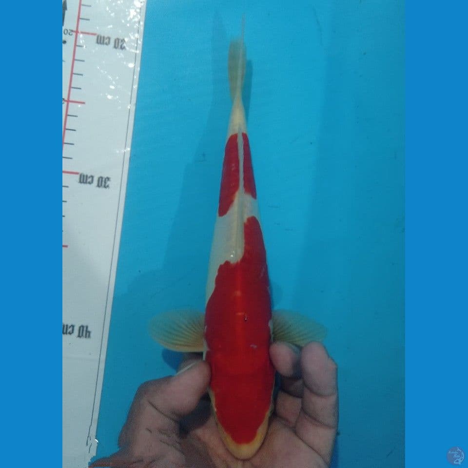 DOITSU 29CM