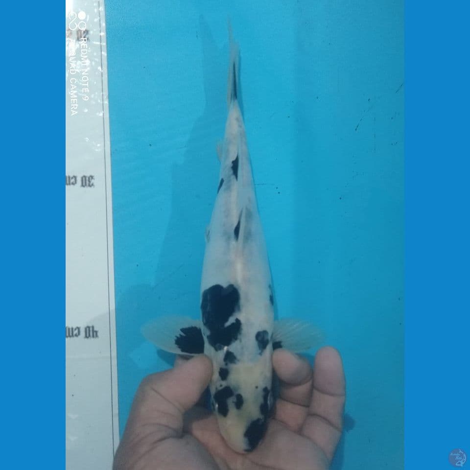 CALON 27CM