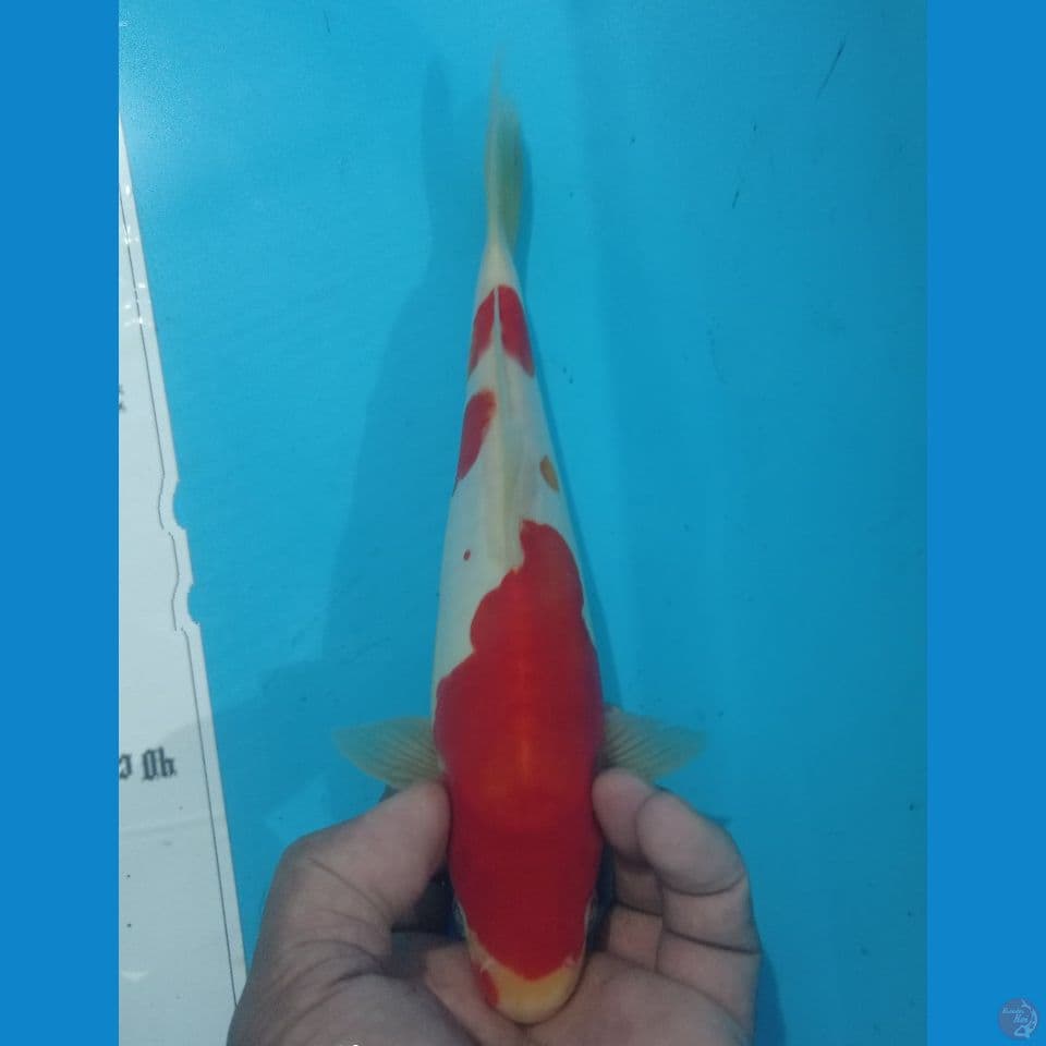 KOHAKU 26CM